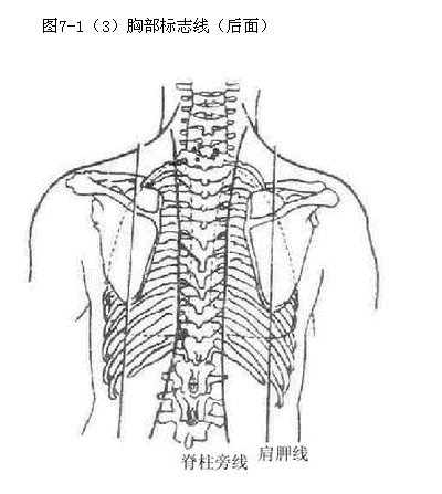 胸部的解剖学辅导