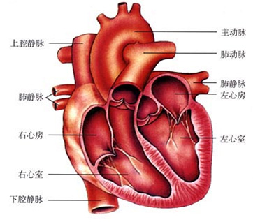 心脏和肺动脉的解剖图
