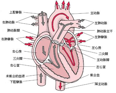 心脏和肺动脉的解剖图