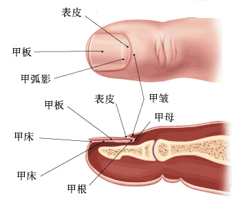 甲床2