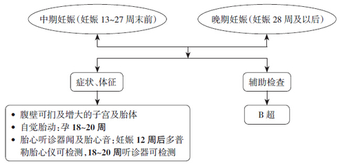 中晚期妊娠诊断