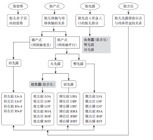 胎产式、胎先露、胎方位