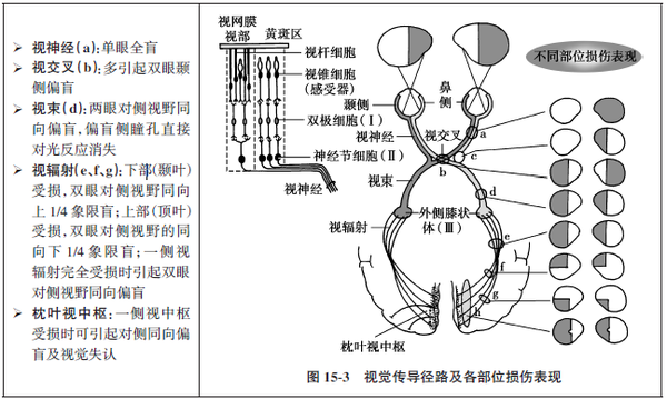 视神经