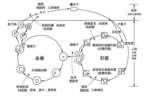 疟疾病原学