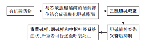 急性有机磷杀虫药中毒发病机制