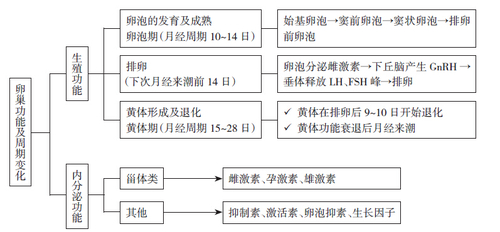 卵巢功能及其周期性变化