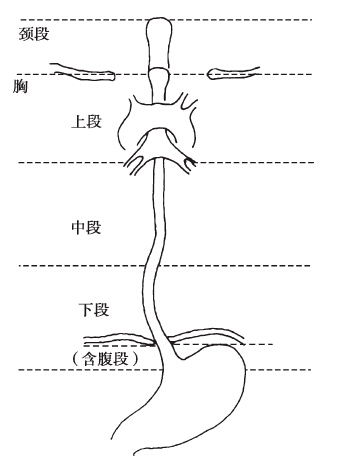 食管的分段