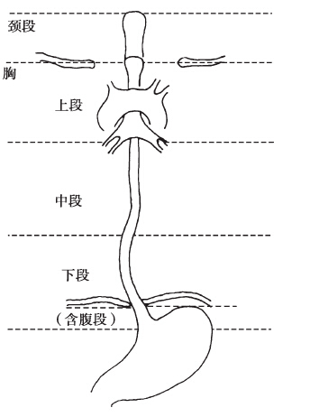 食管分段