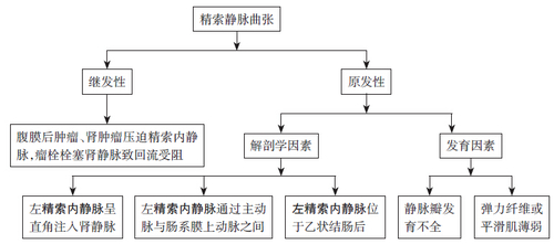 精索静脉曲张