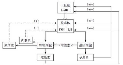下丘脑-垂体-卵巢轴生殖激素的反馈调节 下丘脑-垂体-卵巢轴生殖激素的反馈调节