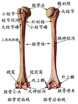 肱骨的整体形态