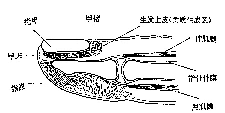 甲床1